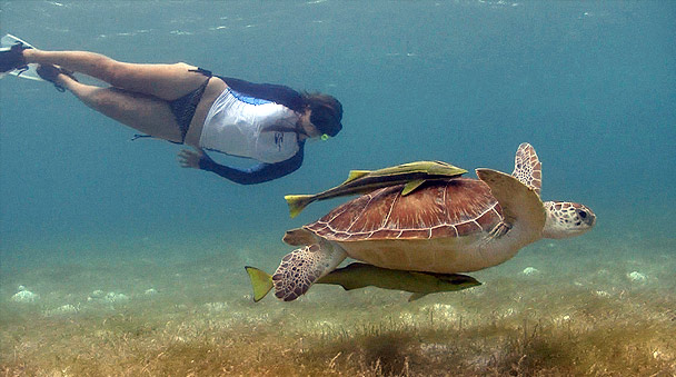 Snorkeling and scuba diving with the turtles in Akumal