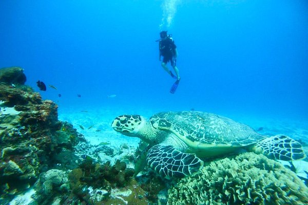 Diving in Cozumel