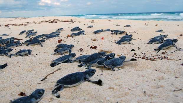 Festival de la Tortuga Marina tulum