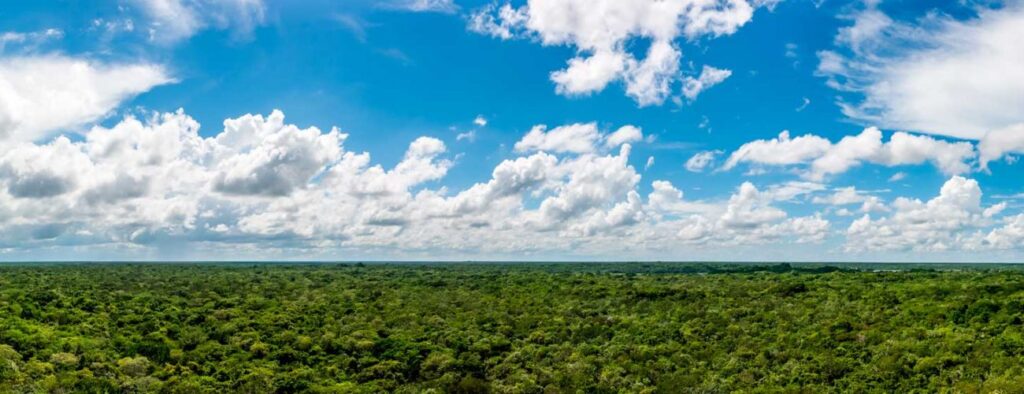 descubre reinos mayas ocultos bajo la selva