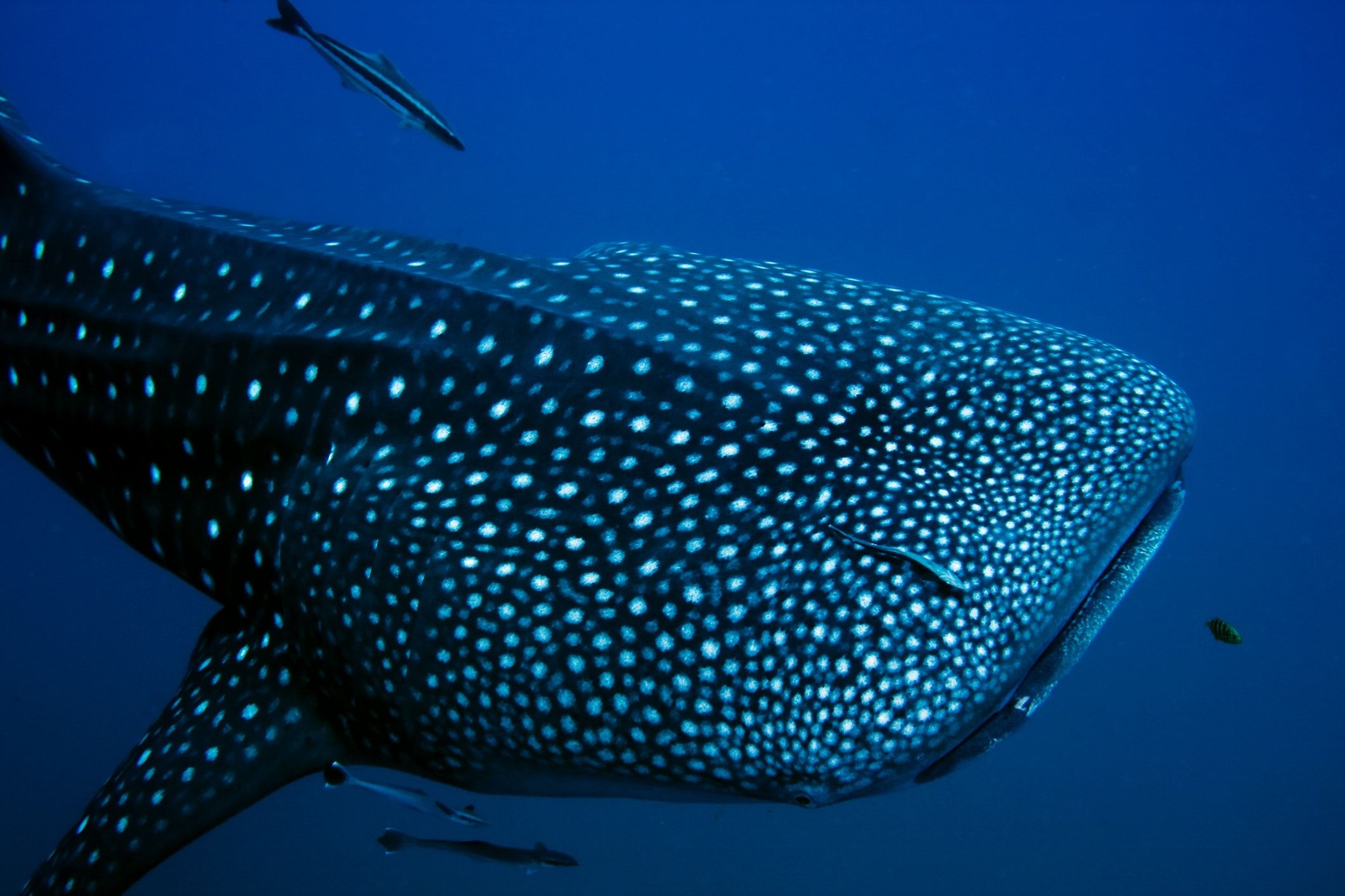 Tiburones ballena